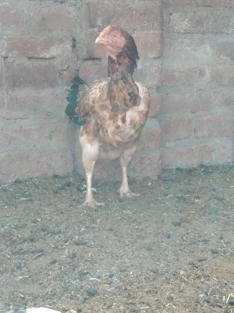 Aseel Hen — photo 2