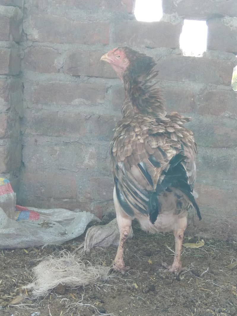 Aseel Hen 2
