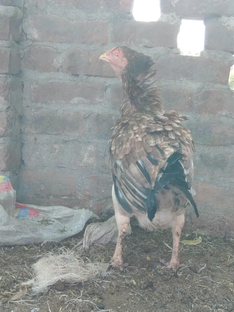 Aseel Hen — photo 3