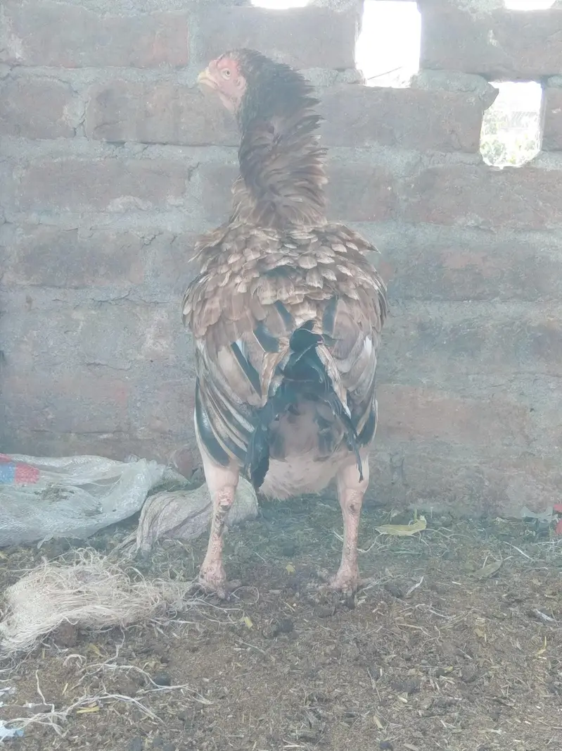 Aseel Hen — photo 4