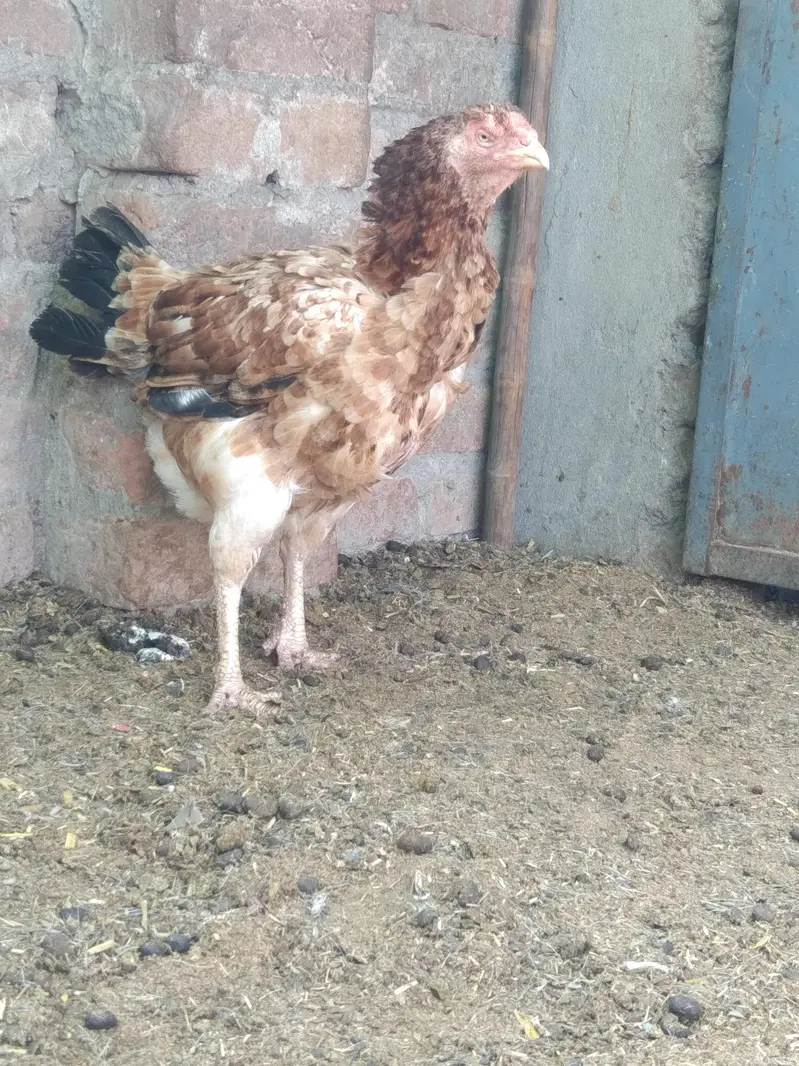Aseel Hen — photo 5