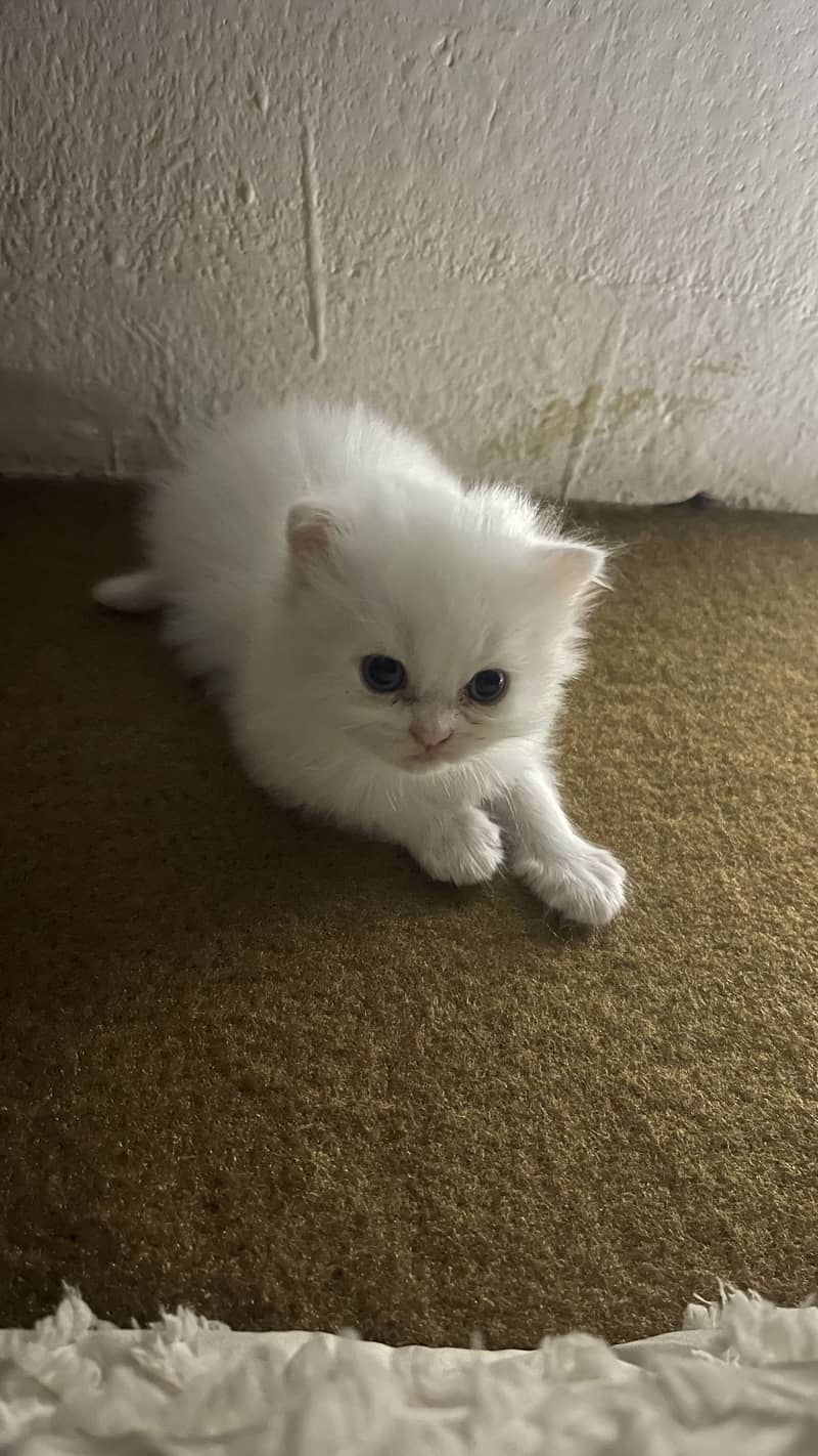Cats a 0