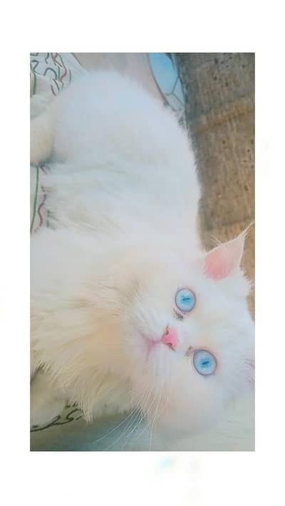 persion cat/blue eyes/white male cat