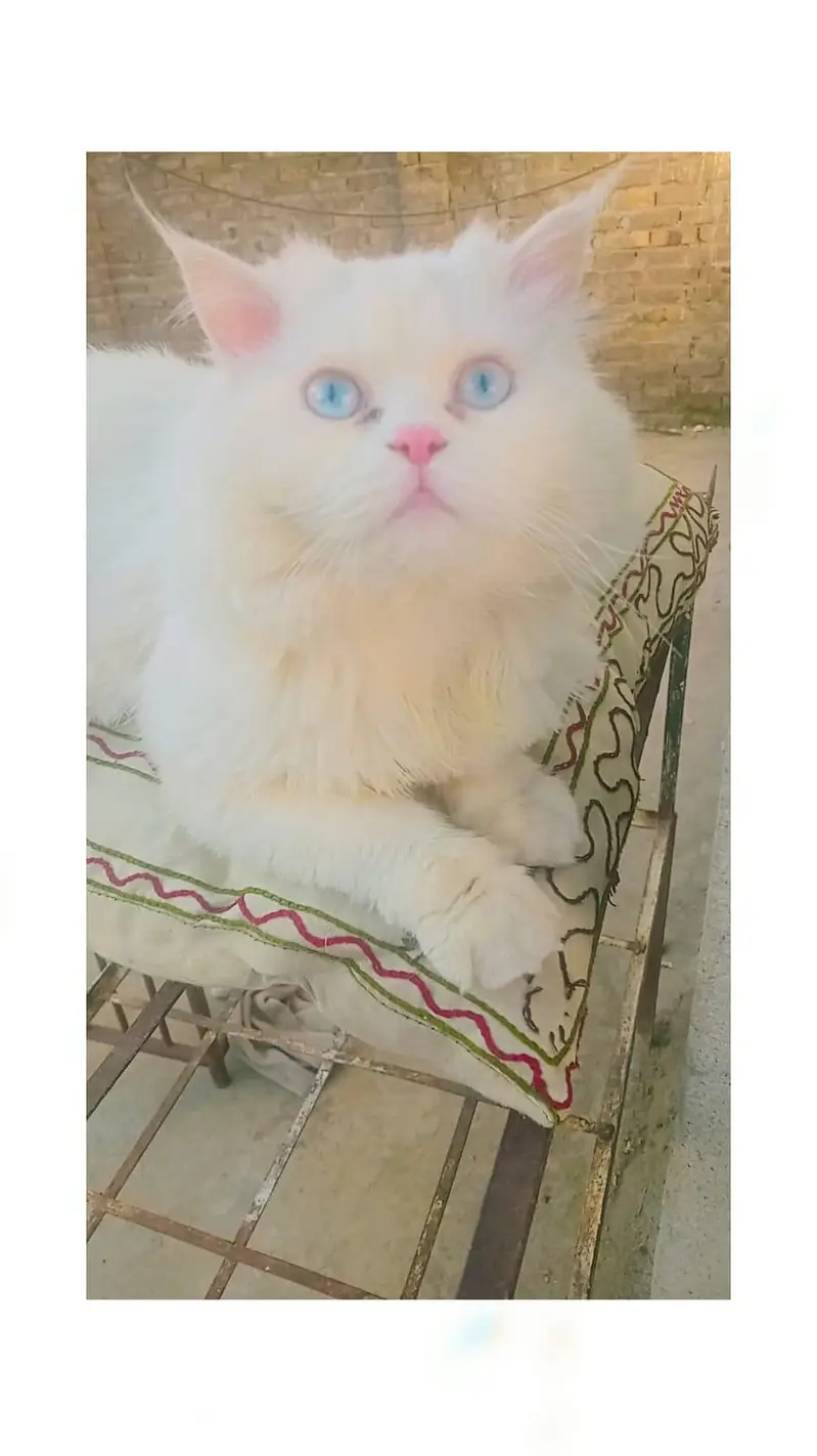 persion cat/blue eyes/white male cat — photo 2