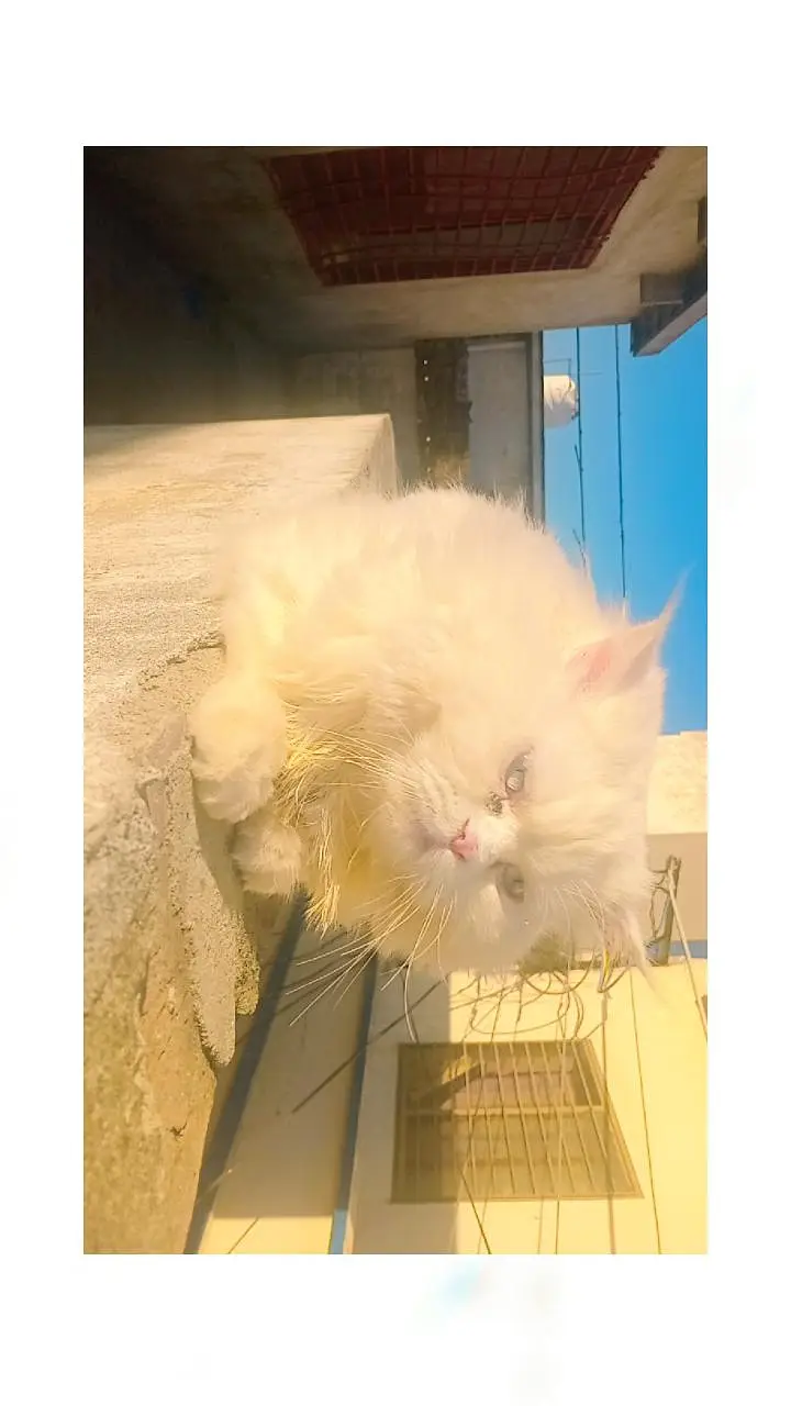 persion cat/blue eyes/white male cat — photo 3
