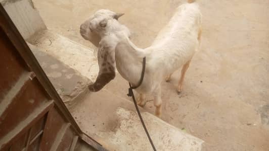 Bakra for Sale 22k