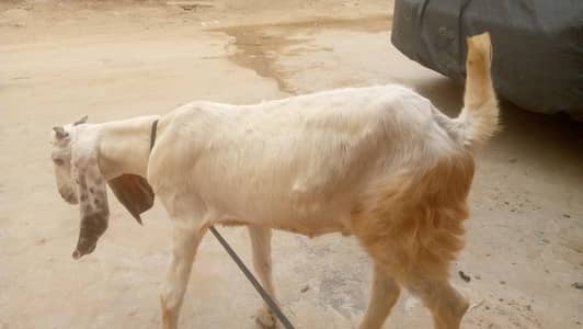 Bakra for Sale 22k
