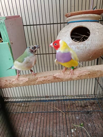 goldian finch pair