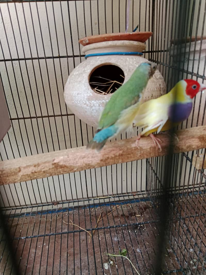 raw or red eyes Australian 4