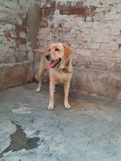 LABRADOR BREADER FEMALE FOR SALE