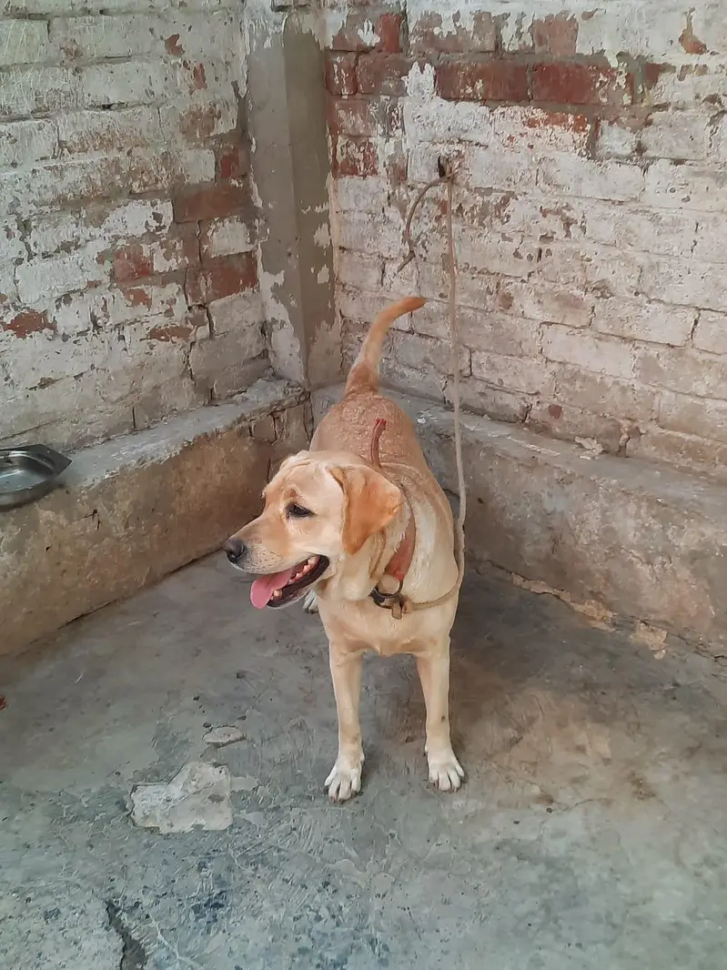 LABRADOR BREADER FEMALE FOR SALE — photo 2