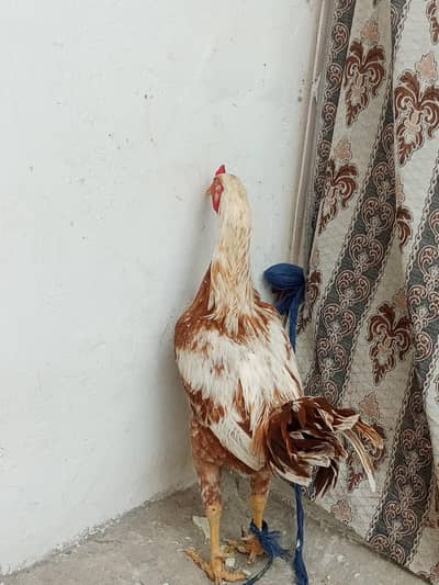 Aseel peela patha