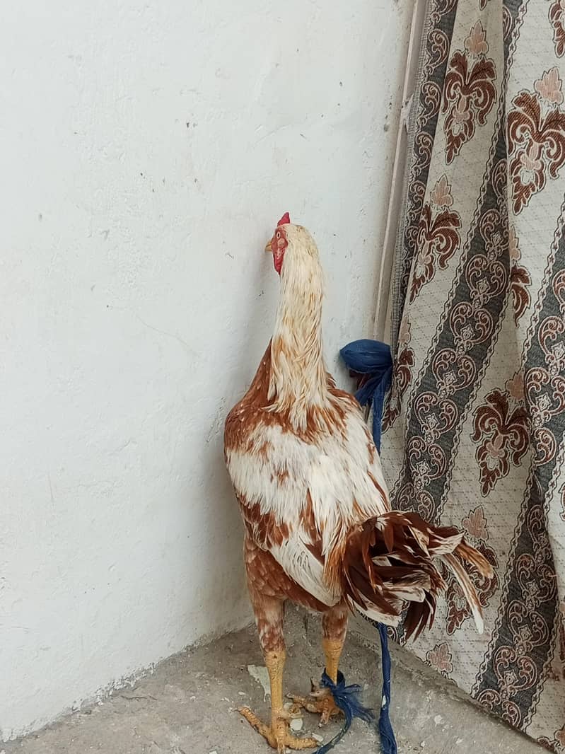 Aseel peela patha 0