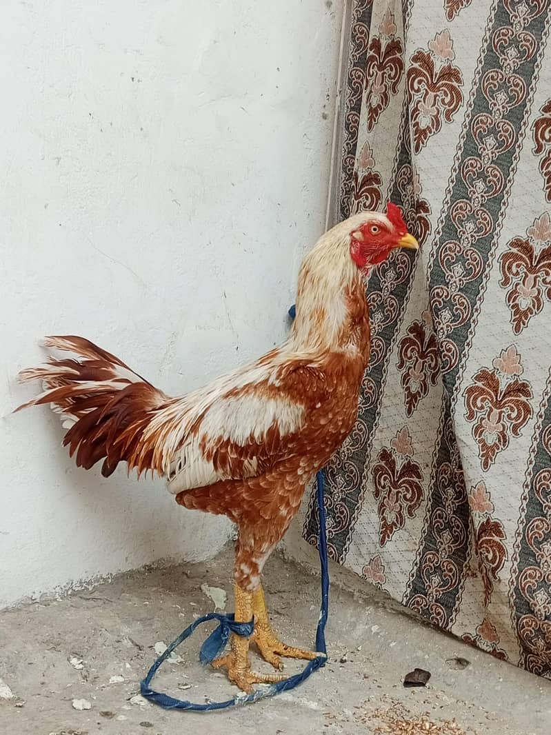 Aseel peela patha 1