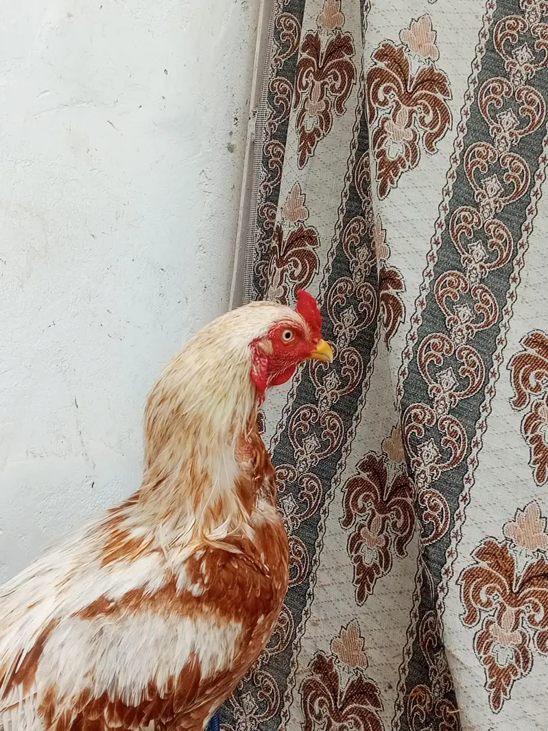 Aseel peela patha — photo 3