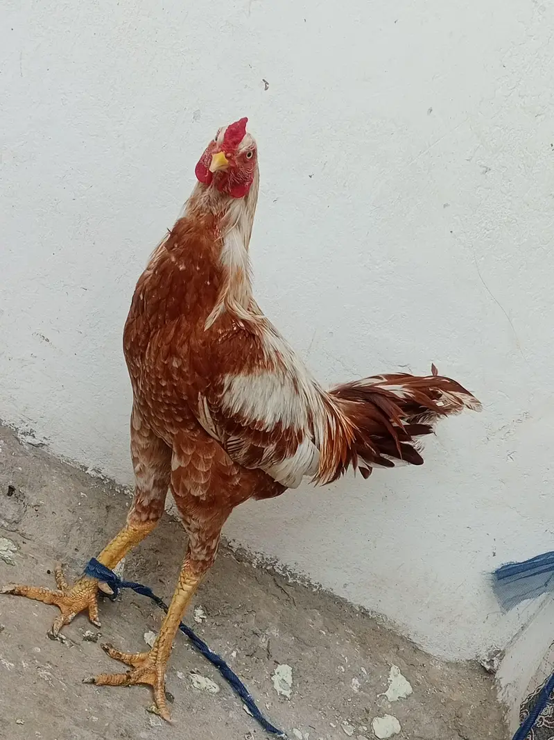 Aseel peela patha — photo 4