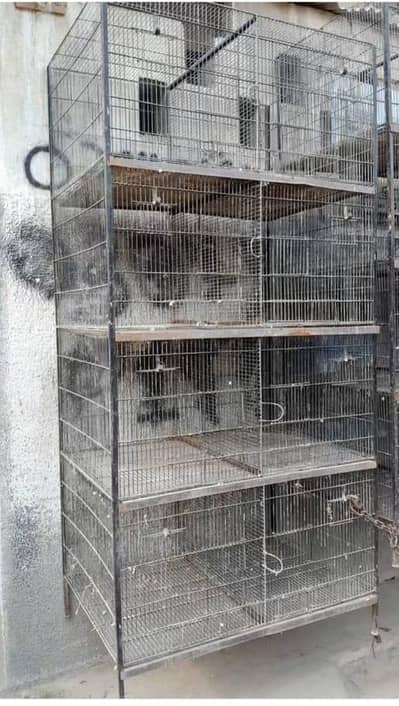birds cage