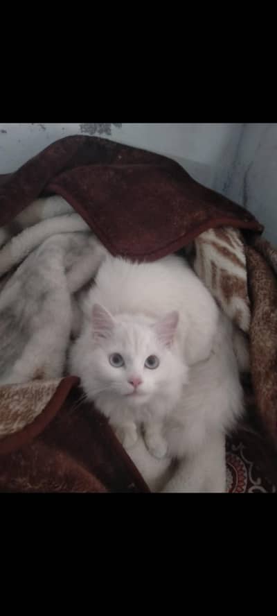 white Persian cat