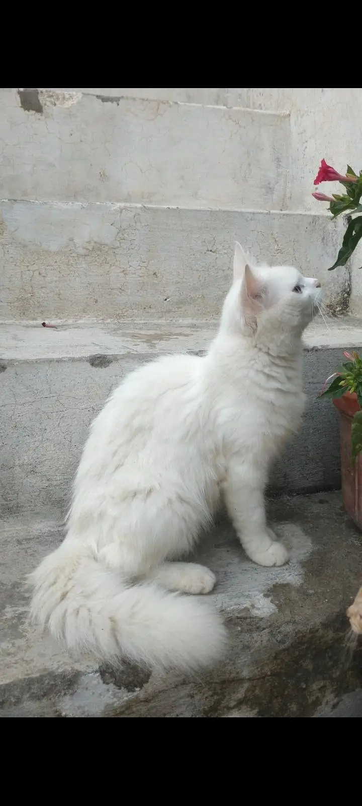white Persian cat — photo 2