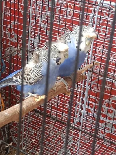 blue hogoromo
