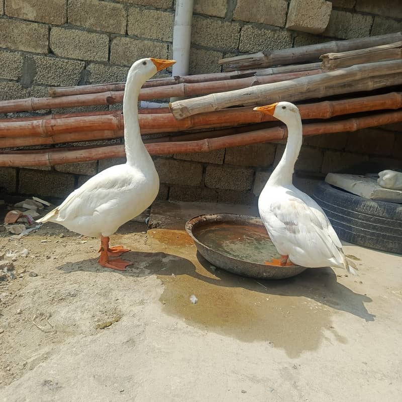 Duck 3 different pair 0