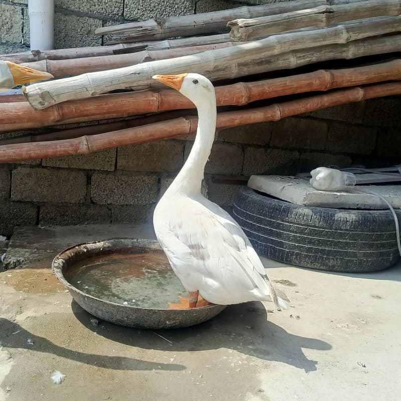 Duck 3 different pair 1