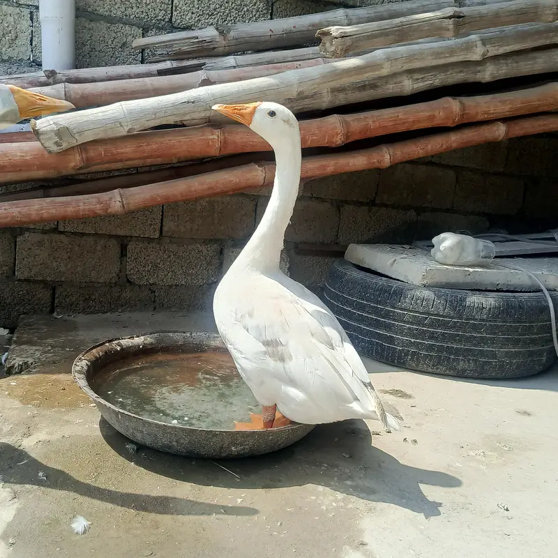 Duck 3 different pair — photo 2