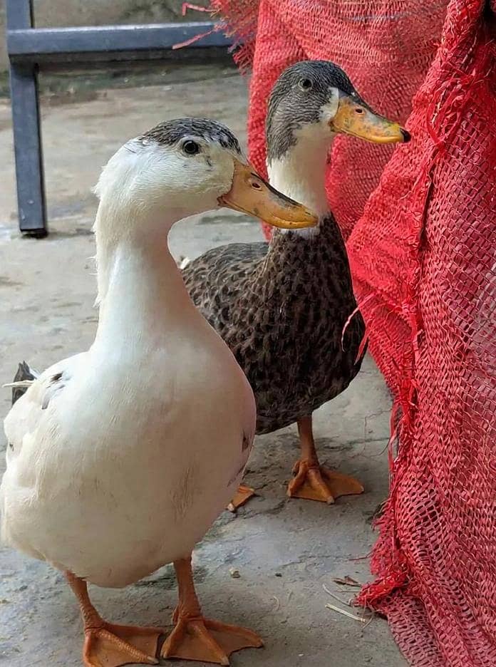Duck 3 different pair 2