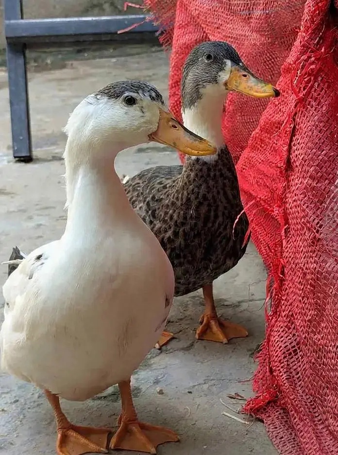 Duck 3 different pair — photo 3