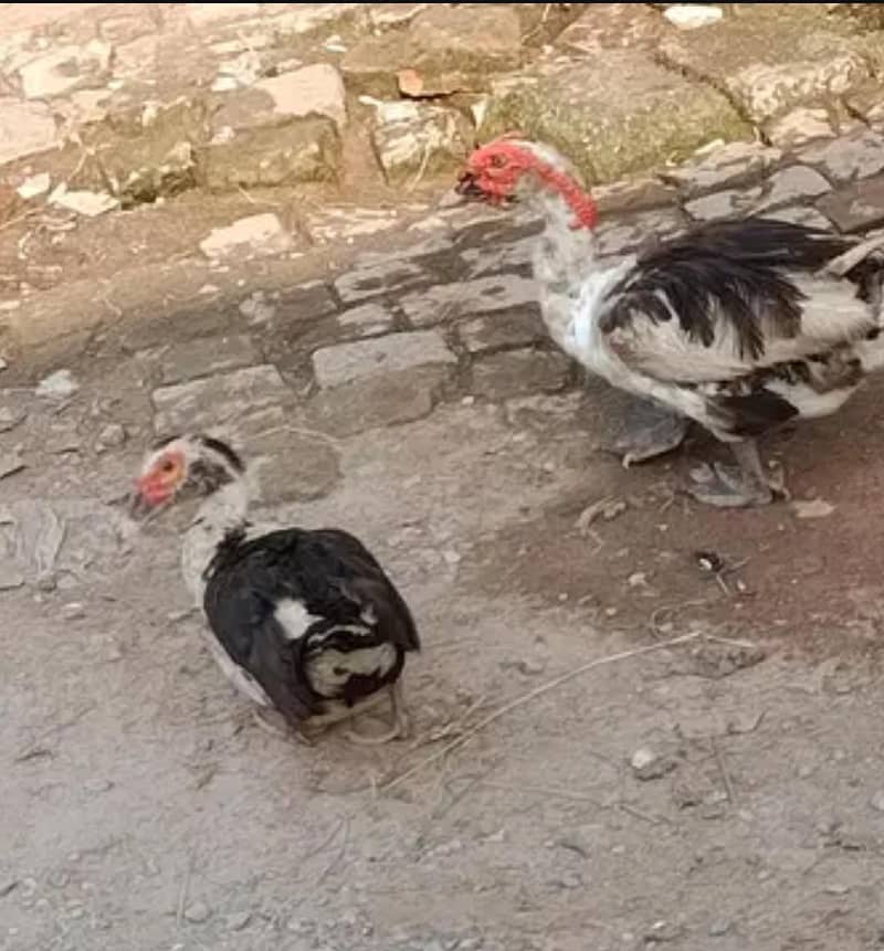 Duck 3 different pair 3