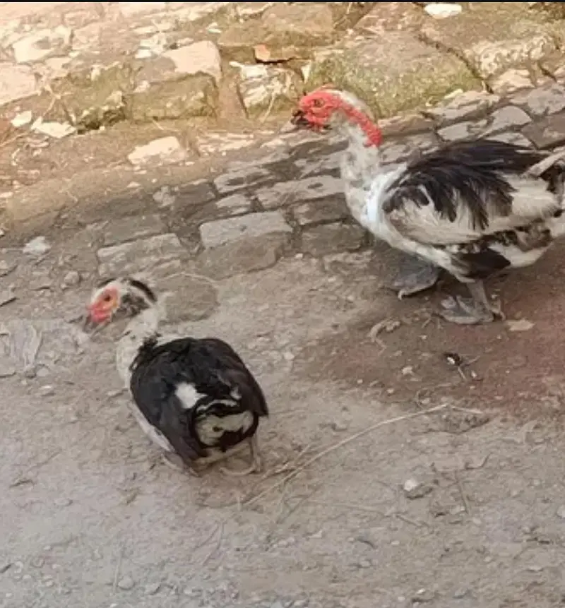 Duck 3 different pair — photo 4