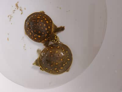 Indian flagship turtle (lissemys punctata) pair