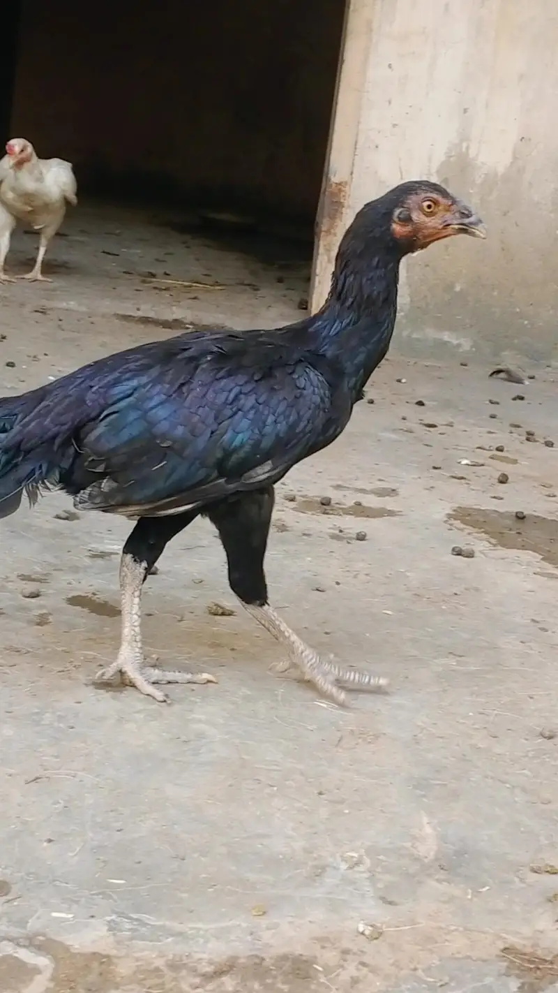 mianwali aseel pair — photo 2