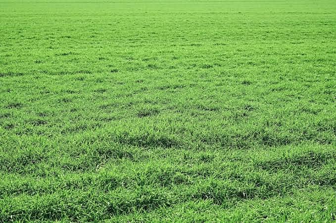 5 Marla Plot On Ideal Location Direct From Client 0