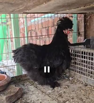 Black Silky Pair