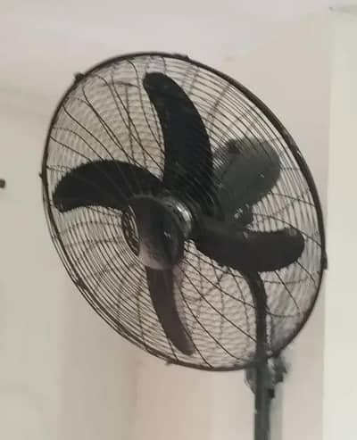 3 royal fans for sale