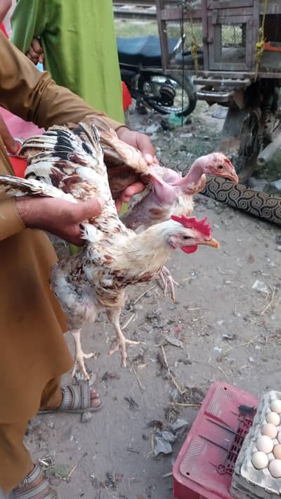 mix breeds masri golden aseel black tail Japanese n molted Japanese