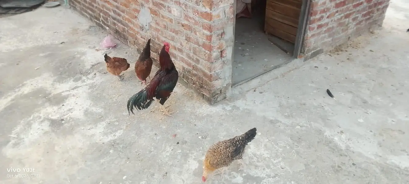 mix breeds masri golden aseel black tail Japanese n molted Japanese — photo 2