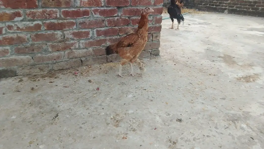mix breeds masri golden aseel black tail Japanese n molted Japanese — photo 3