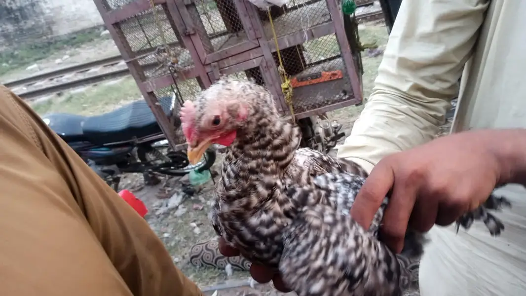 mix breeds masri golden aseel black tail Japanese n molted Japanese — photo 4