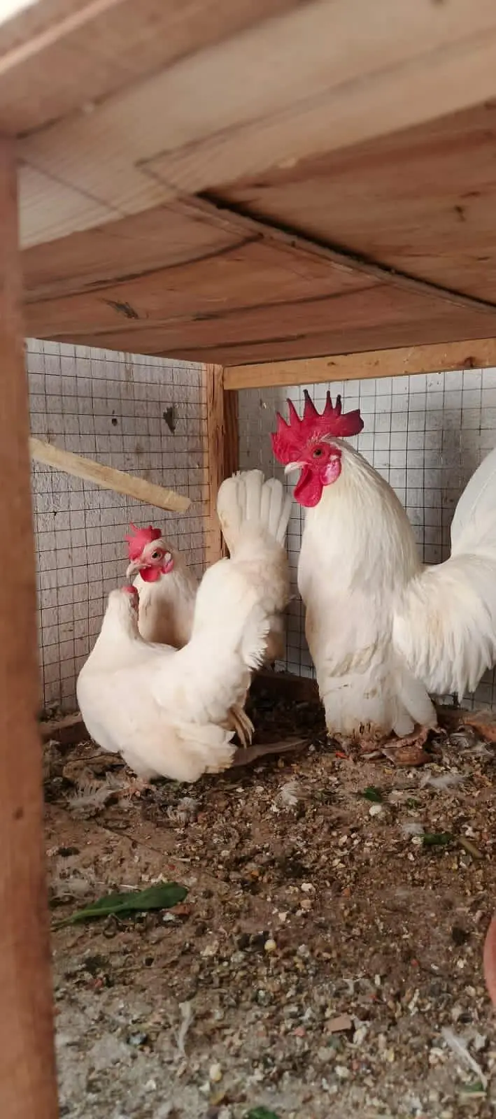 mix breeds masri golden aseel black tail Japanese n molted Japanese — photo 6