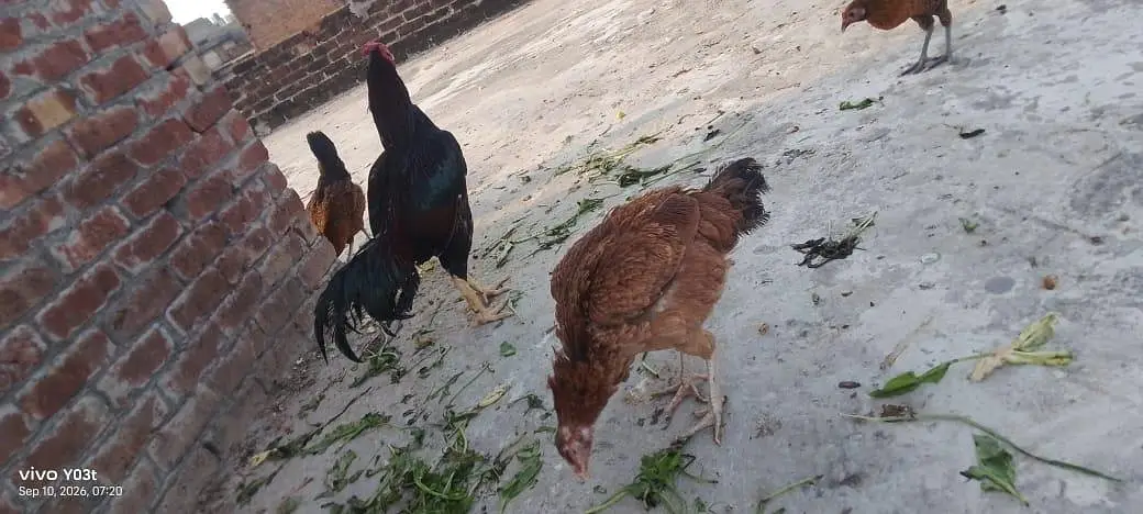 mix breeds masri golden aseel black tail Japanese n molted Japanese — photo 8