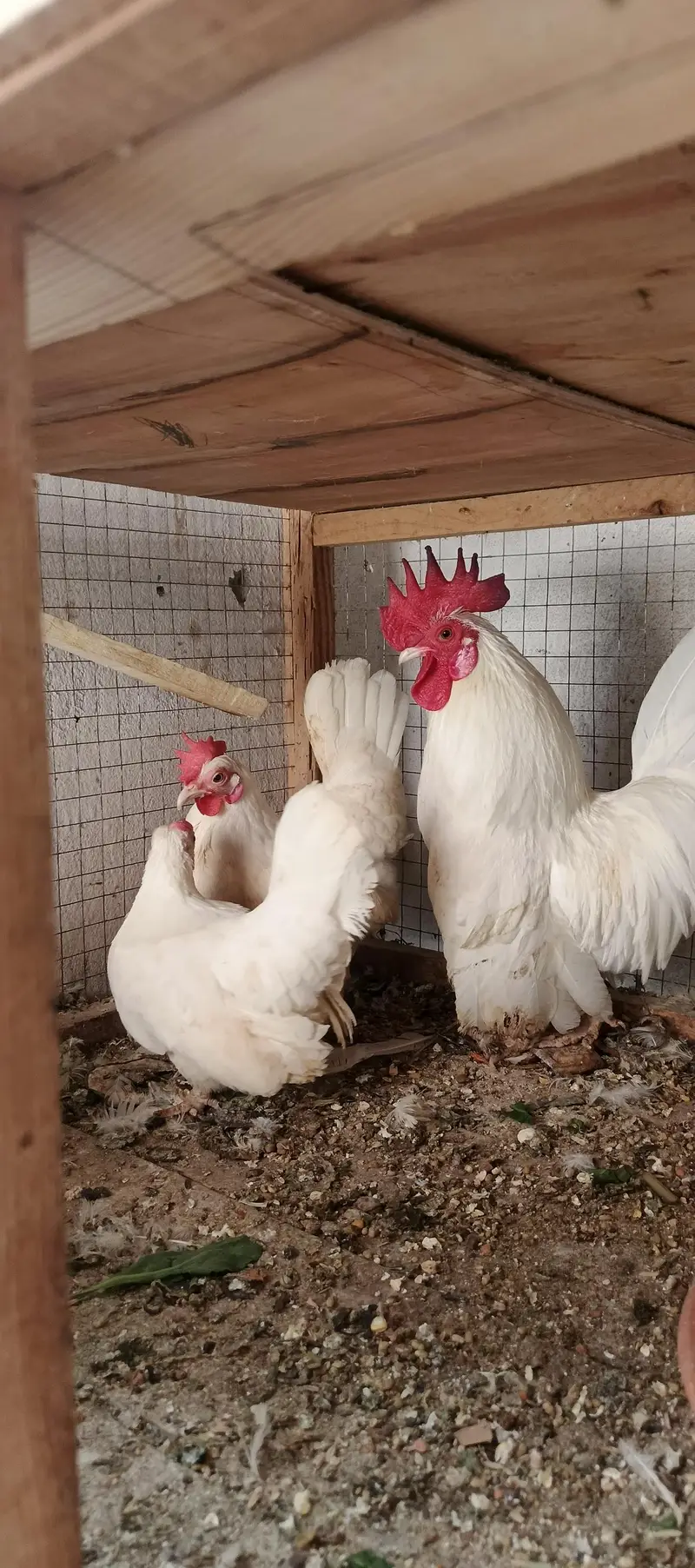 mix breeds masri golden aseel black tail Japanese n molted Japanese — photo 10