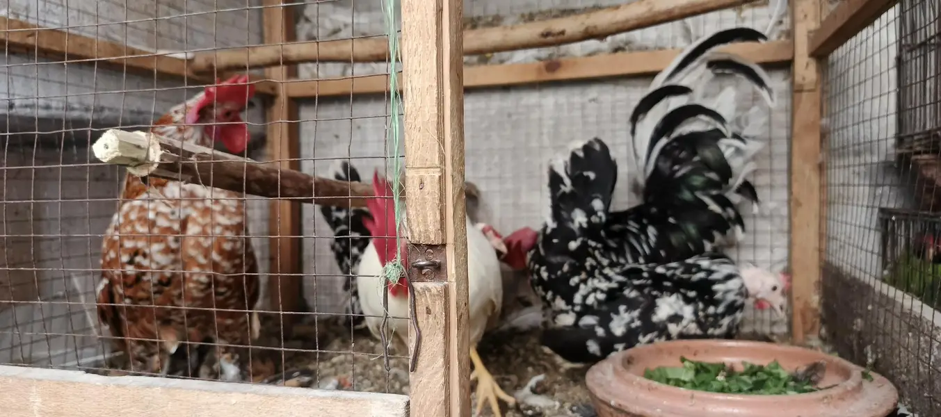 mix breeds masri golden aseel black tail Japanese n molted Japanese — photo 11