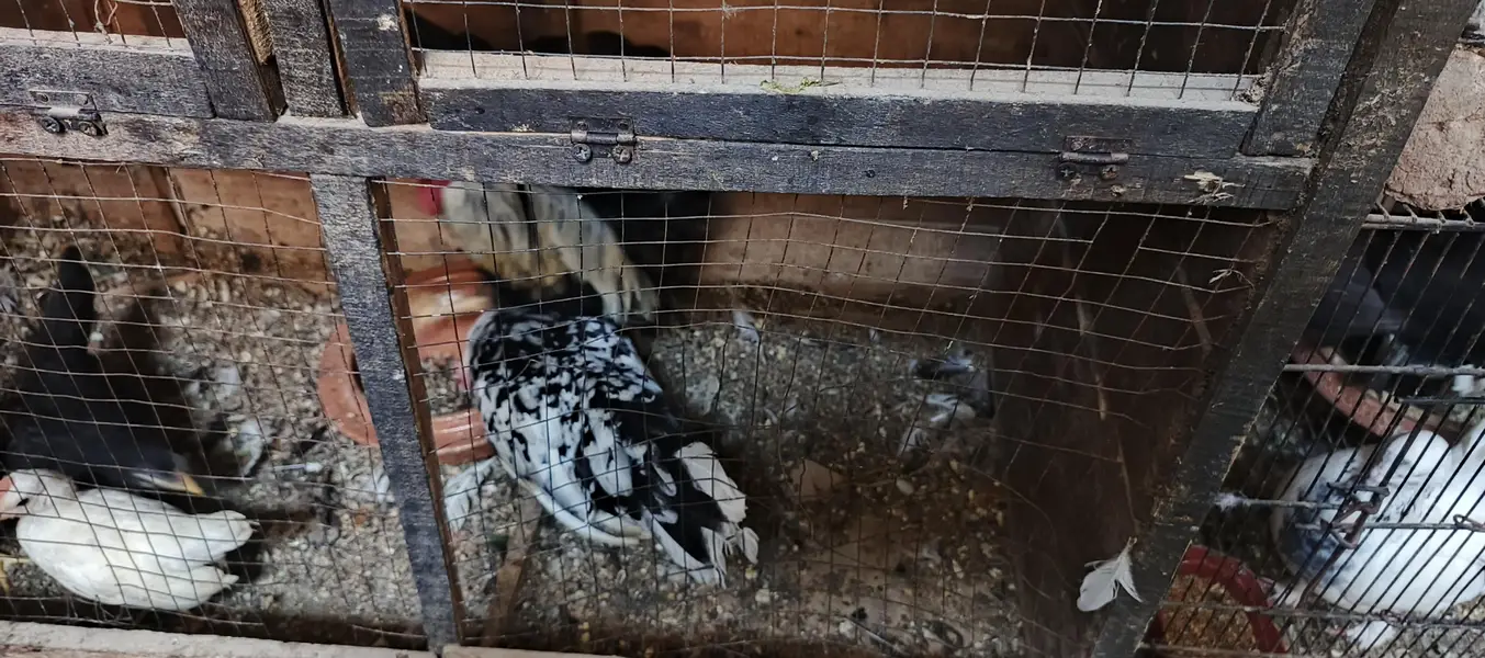 mix breeds masri golden aseel black tail Japanese n molted Japanese — photo 12