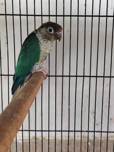 blue turquoise conure breeder male with DNA