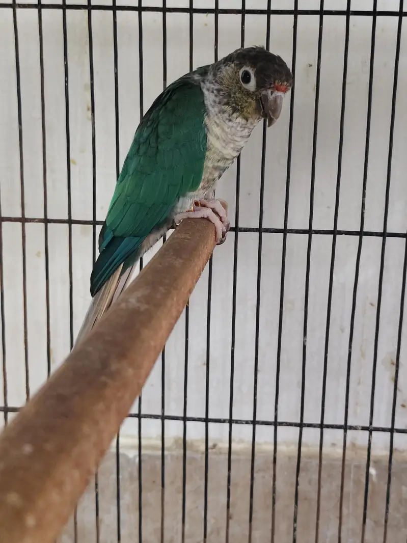 blue turquoise conure breeder male with DNA — photo 2