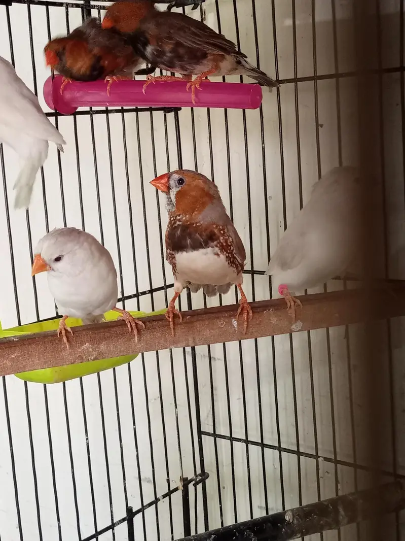 Exhibition Zebra finch mutations — photo 4