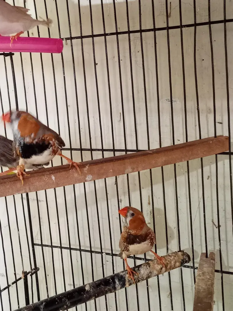 Exhibition Zebra finch mutations — photo 5