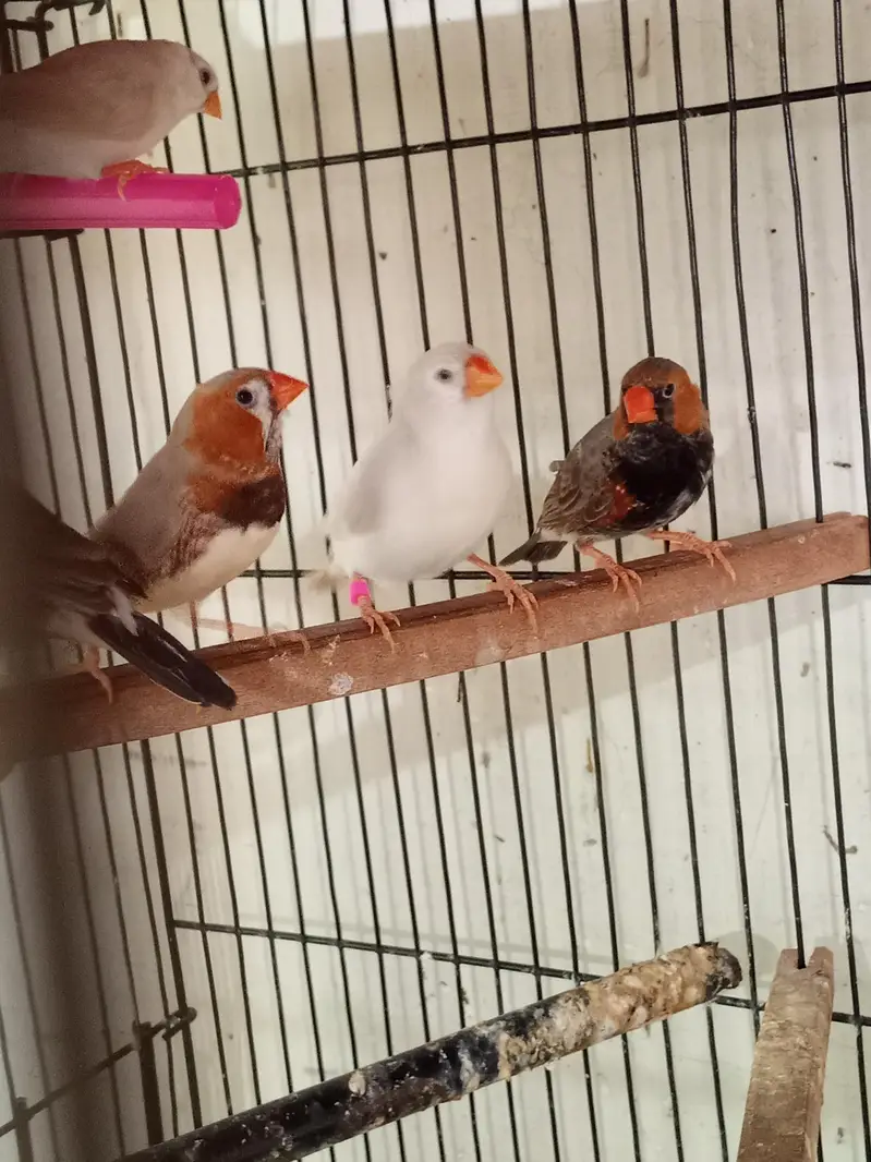 Exhibition Zebra finch mutations — photo 6